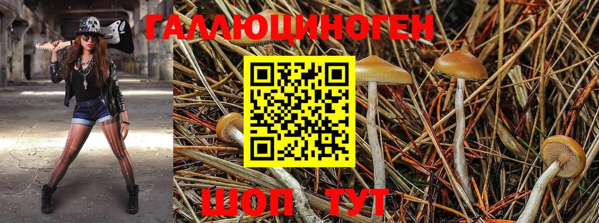 Павловский Посад  Псилоцибиновые грибы прущие грибы  Вход с VPN 